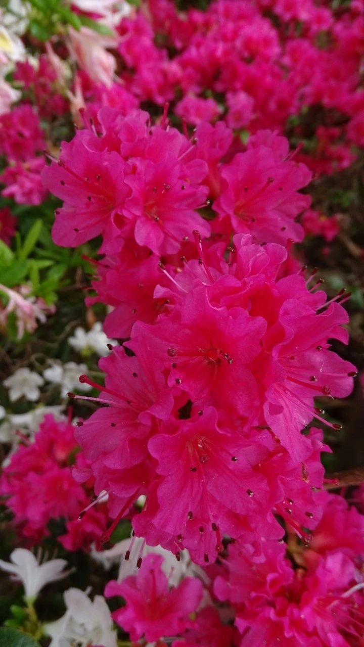 'Kazuko'